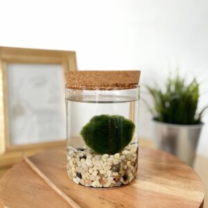 Marimo parafa tetős akváriumban tarka kaviccsal