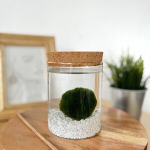 Marimo parafa tetős akváriumban fehér kvarchomokkal