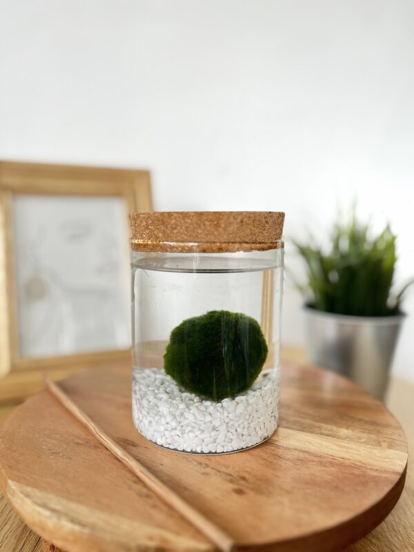 Marimo parafa tetős akváriumban fehér kvarchomokkal