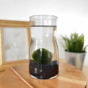 Marimo díszüvegben fekete kvarchomokkal