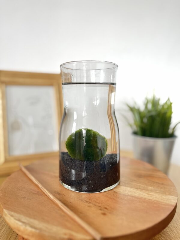 Marimo díszüvegben fekete kvarchomokkal
