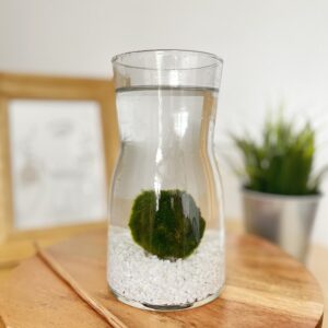 Marimo díszüvegben fehér kvarchomokkal