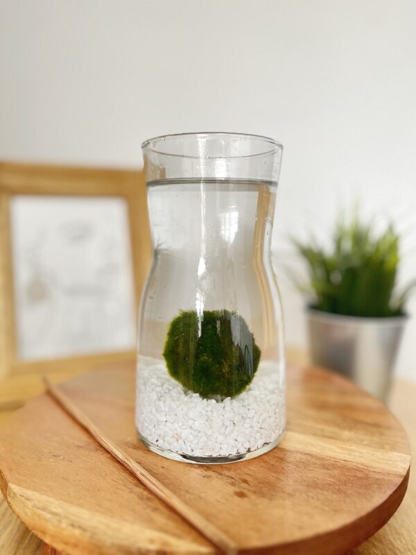 Marimo díszüvegben fehér kvarchomokkal