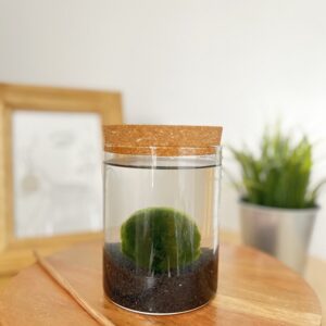 Marimo parafa tetős akváriumban fekete kvarchomokkal