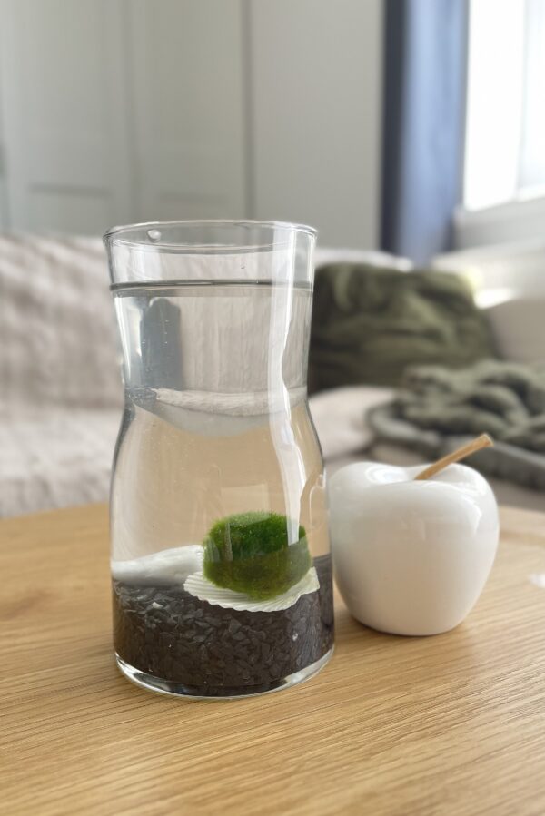 Marimo díszüvegben fekete kvarchomokkal - Image 2