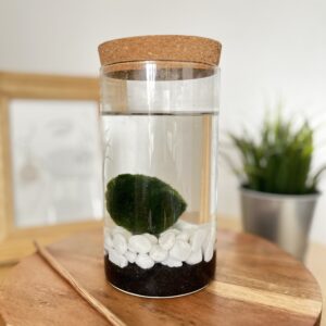 Marimo parafa tetős akváriumban vegyes aljzattal