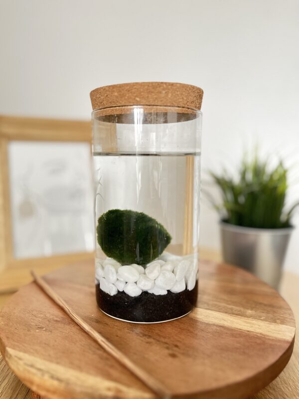 Marimo parafa tetős akváriumban vegyes aljzattal
