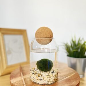 Marimo parafagolyós akváriumban tarka kaviccsal