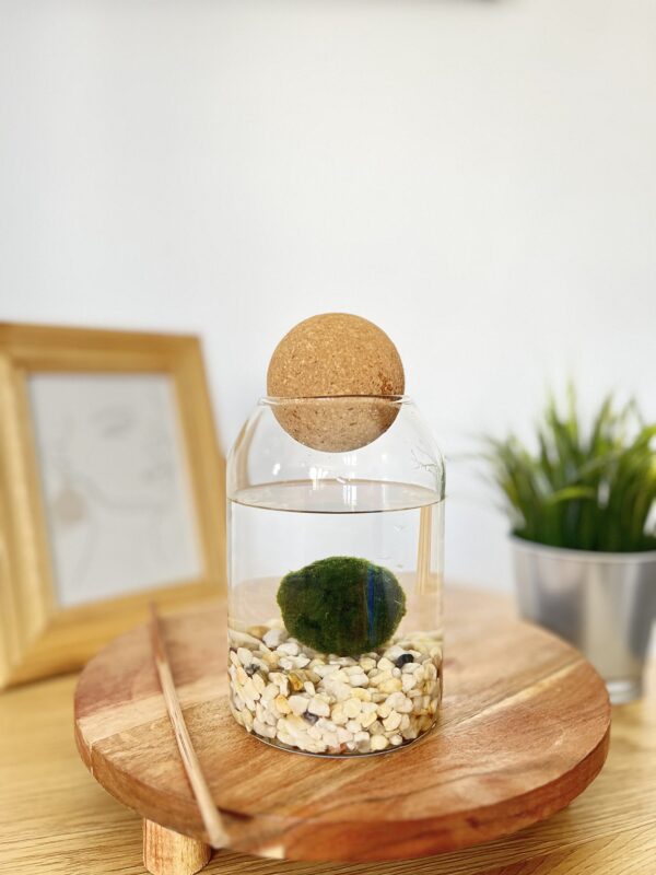 Marimo parafagolyós akváriumban tarka kaviccsal