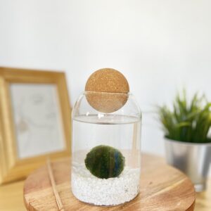 Marimo parafagolyós akváriumban fehér kvarchomokkal
