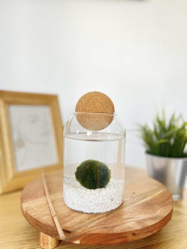 Marimo parafagolyós akváriumban fehér kvarchomokkal