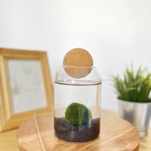 Marimo parafagolyós akváriumban fekete kvarchomokkal