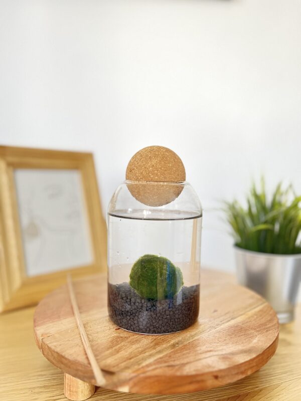 Marimo parafagolyós akváriumban fekete kvarchomokkal