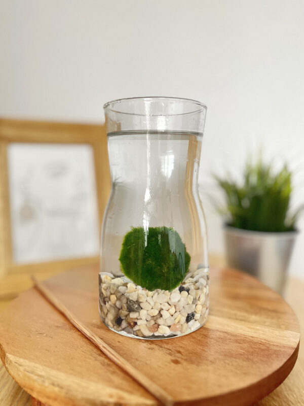 Marimo díszüvegben tarka kaviccsal