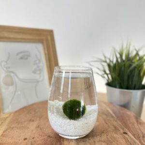 MiniMo - 2-3 cm átmérőjű gömbmoha üvegben fehér kvarchomokkal